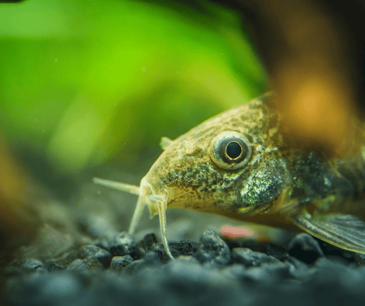 Is It Okay to Keep Corydoras on a Gravel-Bottom Tank? - Aquarium Boutique