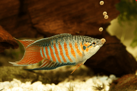 Guide to Choosing the Best Food for Aquarium Fish - Aquarium Boutique