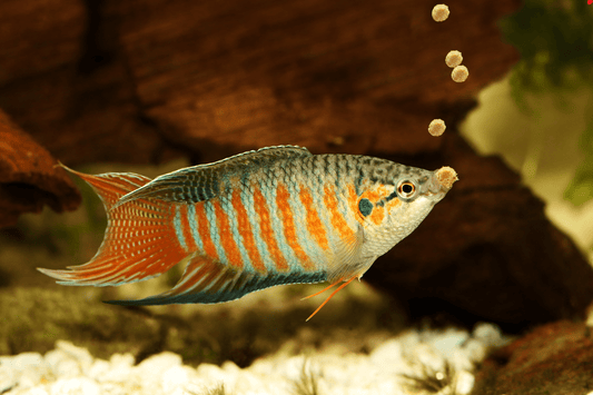 Guide to Choosing the Best Food for Aquarium Fish: Featuring Aquarium Boutique and Repashy Products