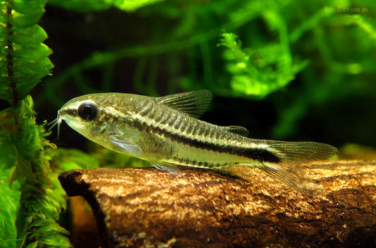 The Meet the Pygmy Corydoras: Tiny Fish, Big Personality - Aquarium Boutique