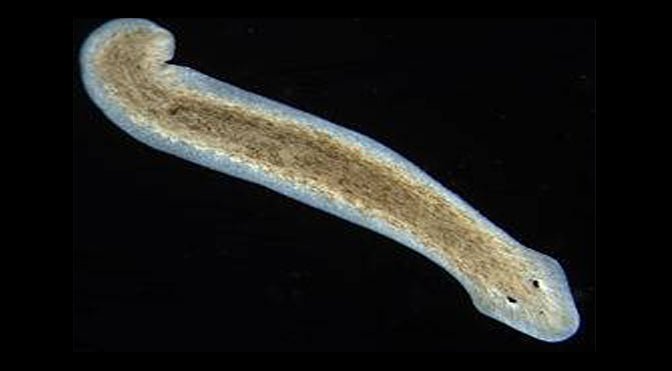 Understanding Planaria: The Unwelcome Guest in Your Aquarium - Aquarium Boutique