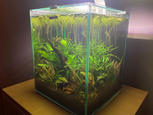 Nano Low Tech Aquarium - Aquarium Boutique