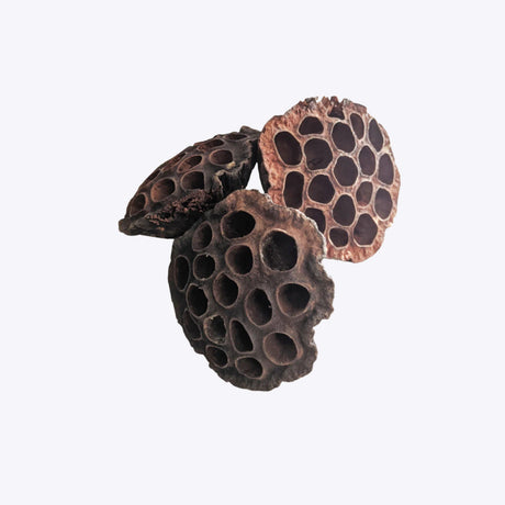 Lotus Pods 3x from Ceramic Nature – natural seed pods for aquarium decoration