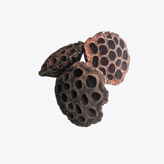 Lotus pods 3x from Ceramic Nature  Aquarium Boutique.