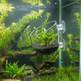 Glass aquarium plant vase mounted on tank glass with Bucephalandra plant growing inside underwater
