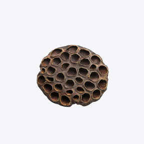 Lotus Pods XXL – large natural seed pods for aquascaping