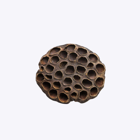 Lotus Pods XXL – large natural seed pods for aquascaping