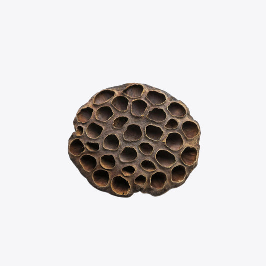 Lotus pods XXL  Aquarium Boutique.