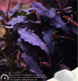 Bucephalandra aquarium plants thriving with 2HR Aquarist APT SKY (GH booster)