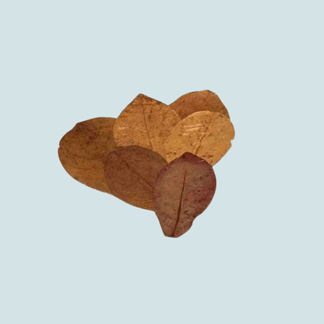 Catappa Leaves Size M 15 pcs – natural Indian almond leaves for water quality and shrimp care
