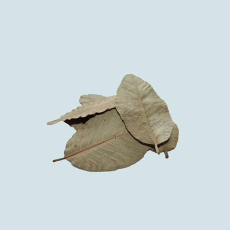 High Class Guava Leaves 15 pcs – natural leaves that build beneficial biofilm