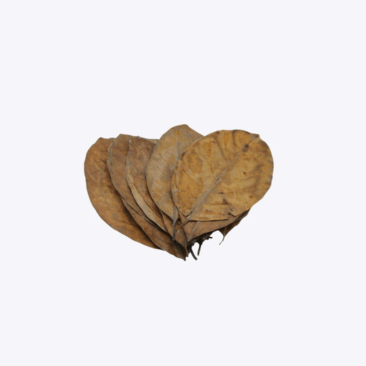 Jackfruit Leaves 20x – jackfruit tree leaves (листа от хлебно дърво) for aquarium