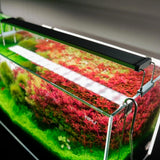Chihiros B-Series LED aquarium light – dimmable full-spectrum lighting in use