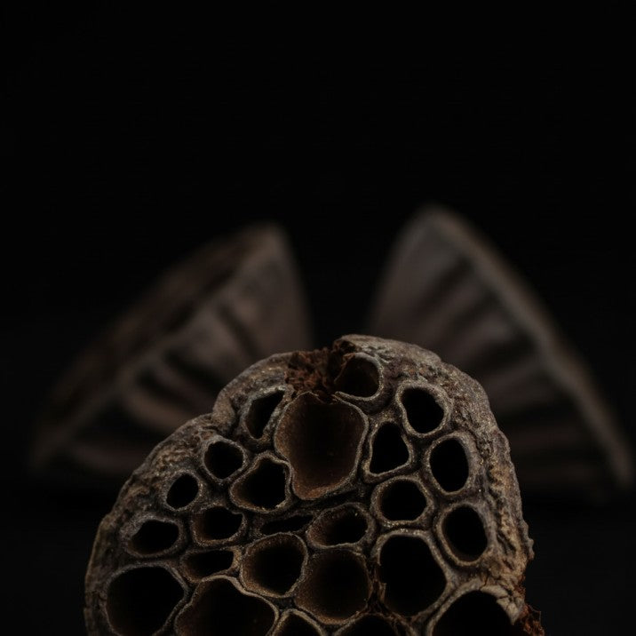 Nature4Pets Lotus Pods – Natural Aquarium Decoration (3 pcs)