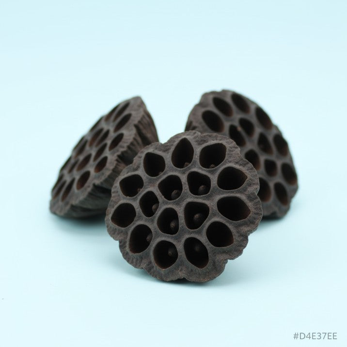 Nature4Pets Lotus Pods – Natural Aquarium Decoration (3 pcs)