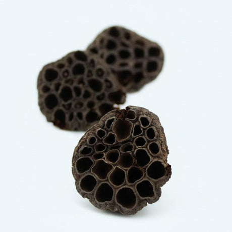 Nature4Pets Lotus Pods – natural aquarium decoration (3 pcs)